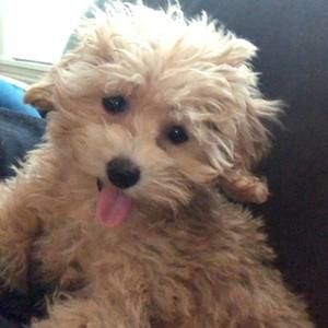 Meet your Posher, Jane